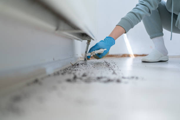 Best Local Pest Control Services  in Sellersville, PA